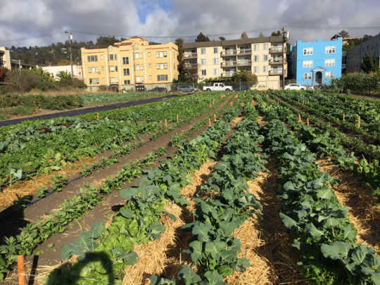 Bagaimana Pertanian Bandar Boleh Meningkatkan Keselamatan Makanan Di Bandar-bandar AS