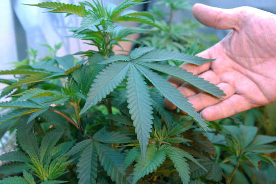 Warum so viele Amerikaner jetzt die Legalisierung von Marihuana unterstützen?