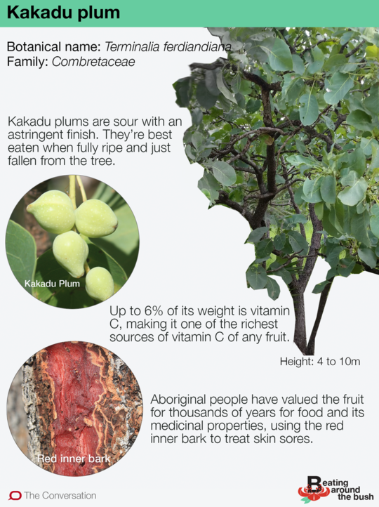 De Kakadu-pruim is een internationale superfood die al duizenden jaren in de maak is