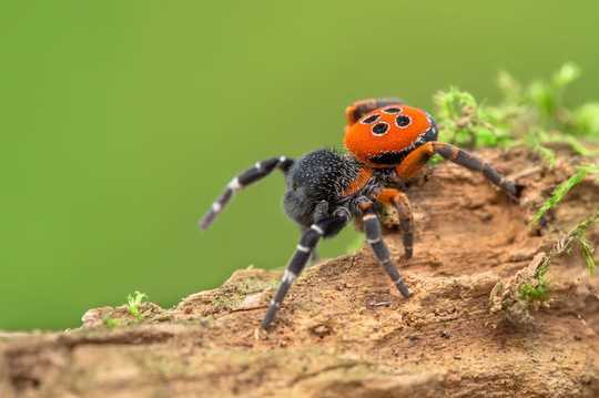 עכבישים מאוימים על ידי שינויי אקלים - ואפילו יש לדאוג לארכנופובים הגדולים ביותר