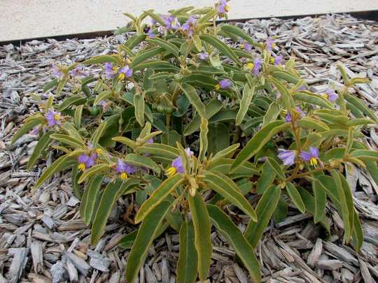 Den Läckra Weedliknande Desert Raisin Plant