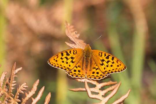 Sesetengah Rama-rama Dan Moths Tidak Boleh Menyesuaikan Kepada Perubahan Iklim