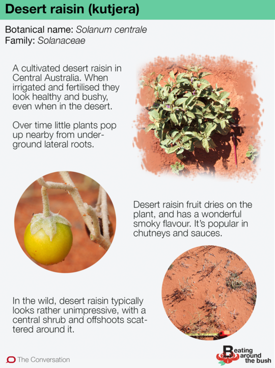 La gustosa pianta di uva passa del deserto, simile ad un erbaccia