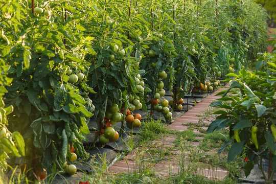 رشد بزرگ - نکاتی درباره 6 برای گوجه فرنگی برنده جایزه خود