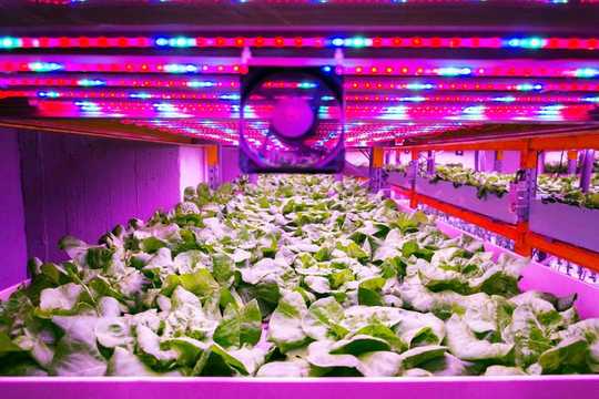 식물을위한 마이크로 - 낮잠 : 조명을 켜고 끄는 것은 실내 농업 수확을 해치지 않고 에너지를 절약 할 수 있습니다