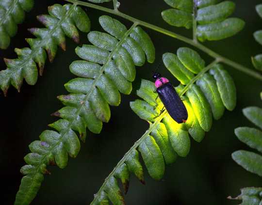 Πώς φωτίζουν οι Fireflies - και ποια σήματα στέλνουν