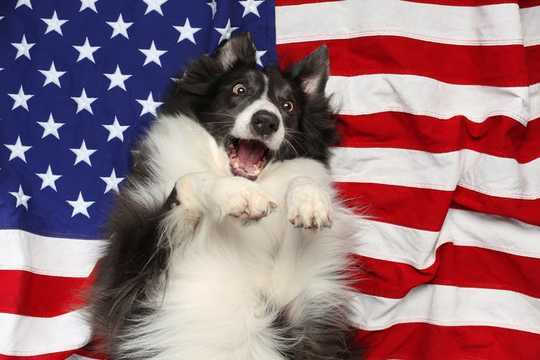 Every Dog Has Its Day, But It's Not The Fourth Of July