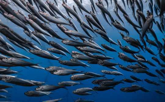 שינויי אקלים ודיג יתר מגבירים את רמות הכספית הרעילות בדגים