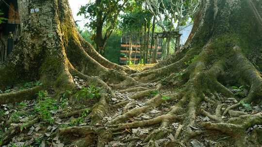 Changement climatique: avoir la bonne combinaison de personnalités des arbres pourrait rendre les forêts plus résilientes