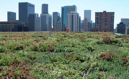 גגות ירוקים משפרים את הסביבה העירונית - אז מדוע לא כל אותם בניינים?