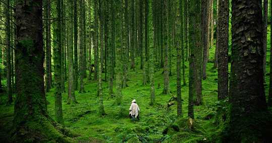 چگونه می توان یک جنگل متناسب برای بهبود سیاره طراحی کرد
