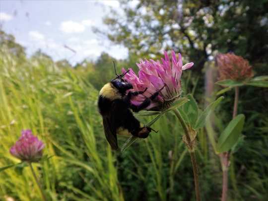 Why We Can’t Afford To Lose Our Wild Native Pollinators