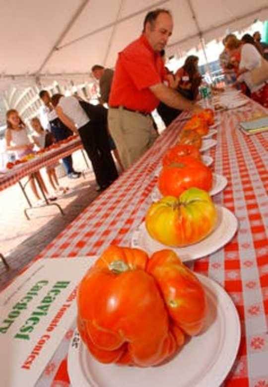 Dyrkning af den store - 6 tip til dine egne prisvindende tomater