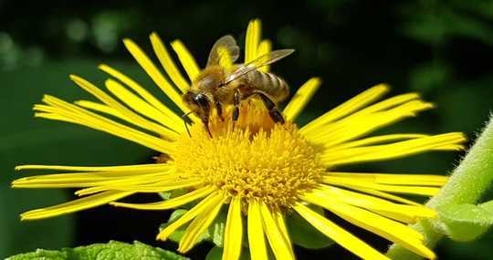 Les abeilles peuvent apprendre des nombres plus élevés que nous le pensions - si nous les entraînons de la bonne manière