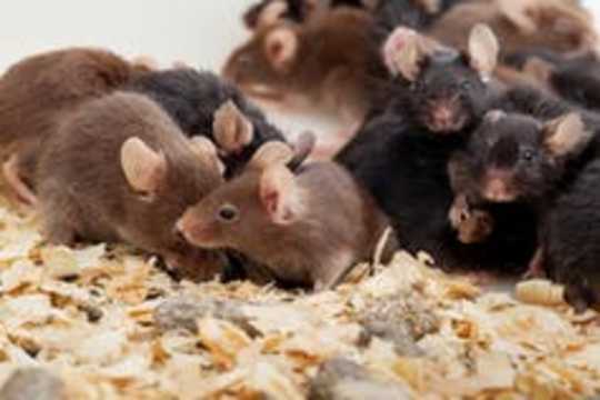 Benauwd op het werk? Hoe Common Traps in The Rat Race te verslaan