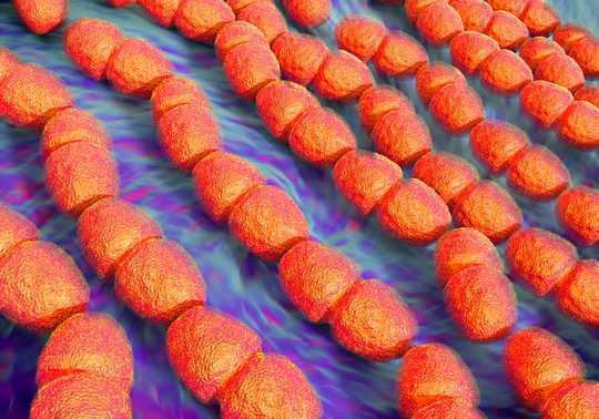 Este micróbio está espalhando resistência a antibióticos a outras bactérias