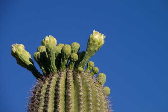 Tại sao Cacti lại ngon ngọt như vậy? Chiến lược bí mật của các loài mọng nước