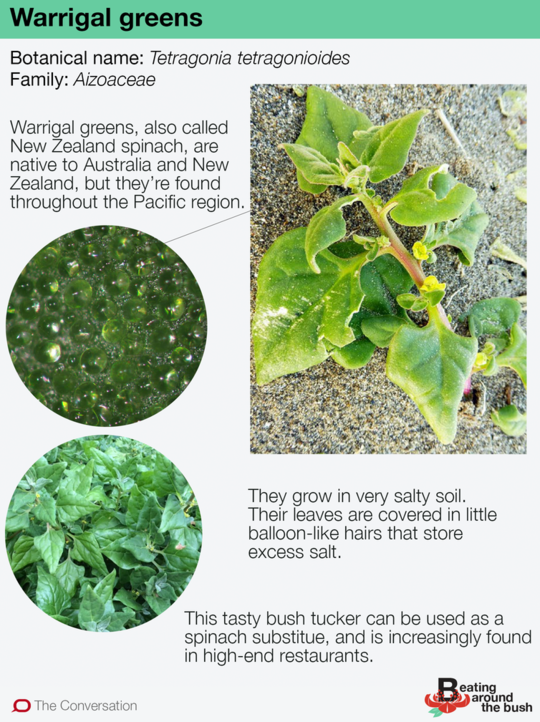 Warrigalin vihreät ovat maukkaita, suolaisia ​​ja peitetty pienissä ilmapalloiltuisissa korissa