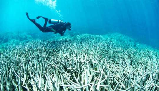 עם פעולה חכמה, התקווה לא הולכת לאיבוד עבור שוניות האלמוגים