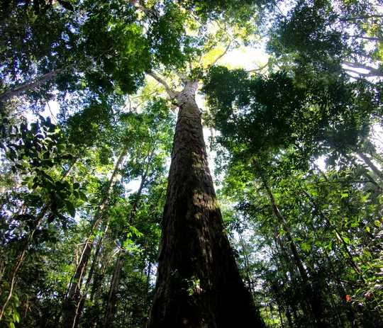 Le plus grand arbre d'Amazone vient de recevoir 50% Taller - et les scientifiques ne savent pas comment