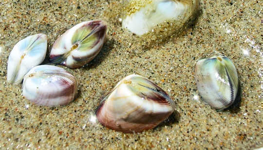 Изображение показывает моллюсков на пляже Санта-Клауса, сидя на песке. (концепция пляжей)