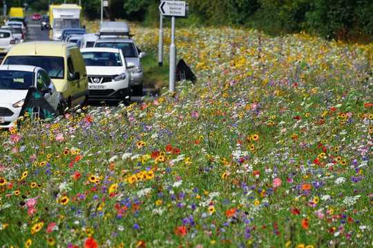 Meadows Wildflower Roadside Muncul - Dan Mereka Membantu Satwa Liar Dengan Cara Besar