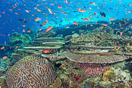 通過智能行動，希望珊瑚礁不會失去希望