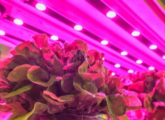 Mikropattanások növények számára: A lámpák be- és kikapcsolása energiát takaríthat meg, anélkül, hogy a beltéri mezőgazdasági betakarításokat károsítaná