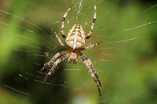 Spiders Are Threatened By Climate Change – And Even The Biggest Arachnophobes Should Be Worried