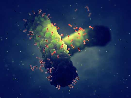 Virus Tidak Semua Nasty - Sesetengah Boleh Sebenar Melindungi Kesihatan Kita