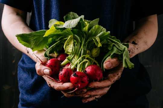 Die gesundheitlichen Vorteile von Bio-Lebensmitteln waren schwer einzuschätzen, aber das könnte sich ändern
