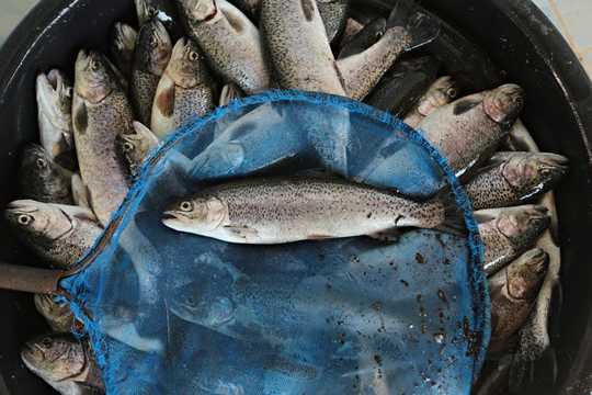 Le saumon d'élevage est maintenant un aliment de base dans les régimes alimentaires - mais ce qu'ils mangent compte aussi