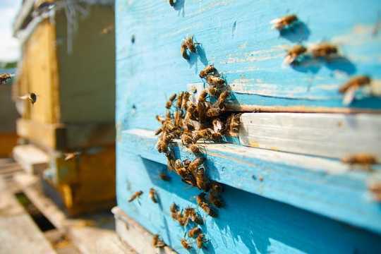 כדי להציל דבורי דבש עלינו לעצב אותן כוורות חדשות