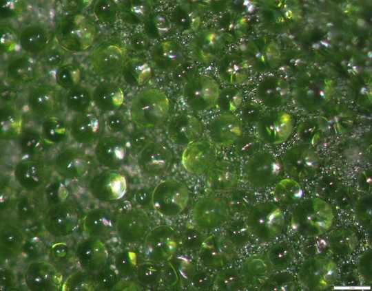 Warrigal Groenen zijn smakelijk, zout en bedekt met piepkleine ballonachtige haartjes