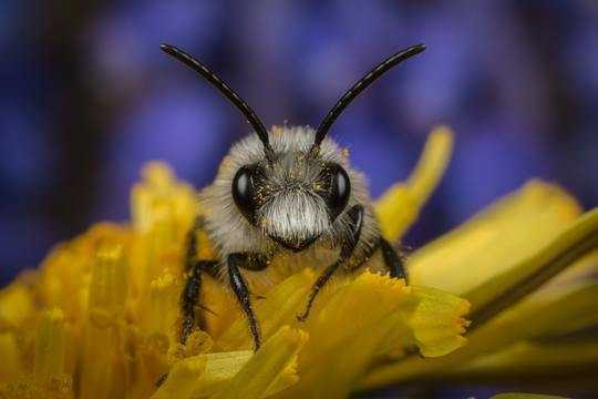Insektenarten in Großbritannien, die Kulturpflanzen bevorzugen, während die Mehrheit zurückgeht
