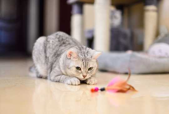 When Keeping Cats Indoors, How To Ensure Your Pet Is Happy