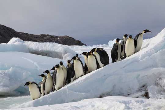 Miért vonulhattak ki a pingvinok császár a kipusztuláshoz?