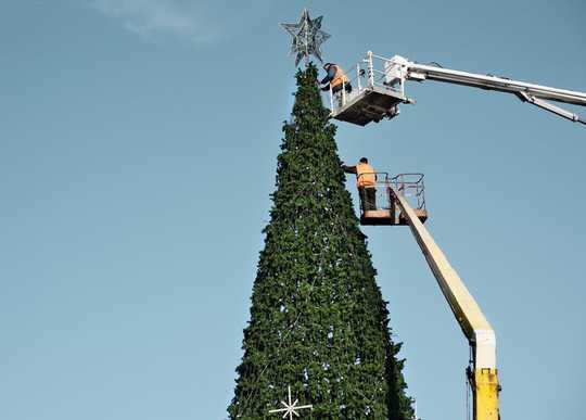 买一棵真正的圣诞树还是假的圣诞树更好？