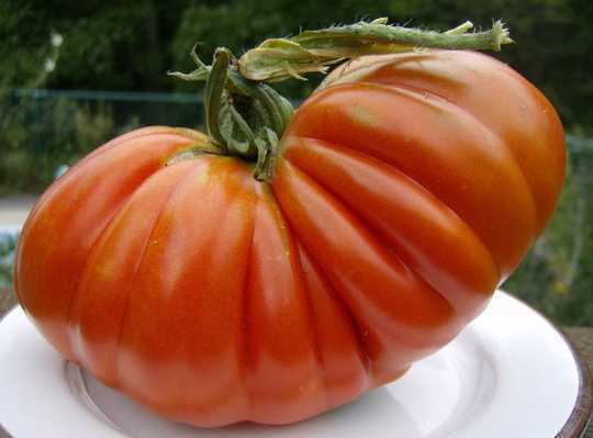 Growing The Big One - 6 συμβουλές για τις δικές σας βραβευμένες ντομάτες