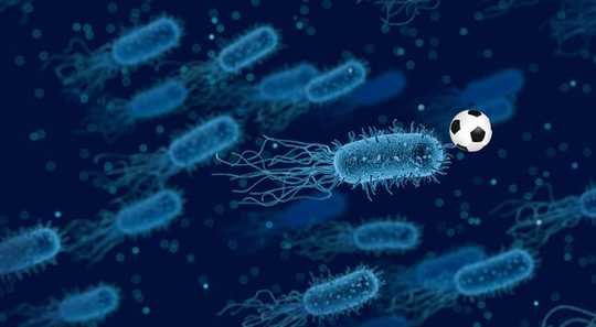 Bactérias intestinais trabalham em equipes Novo estudo constata - Eis por que isso é importante para sua saúde