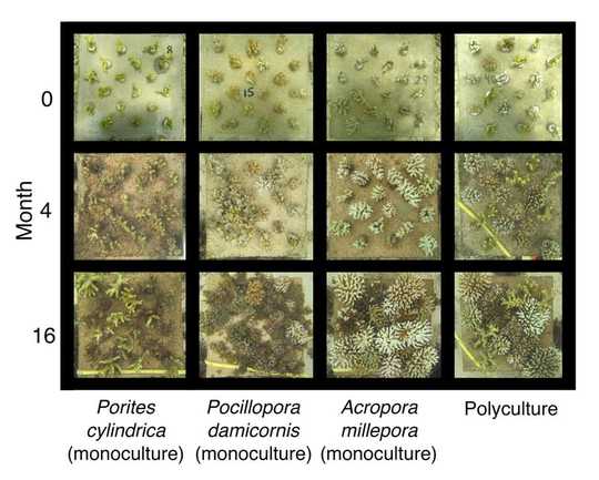 التنوع البيولوجي يساعد الشعاب المرجانية على الازدهار - ويمكن أن يكون جزءًا من الاستراتيجيات لإنقاذها
