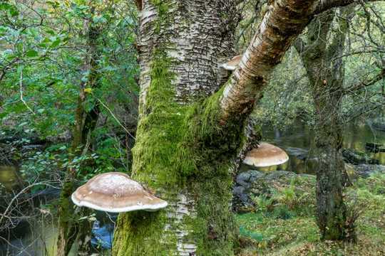 Botiquín de primeros auxilios de la naturaleza: Un hongo que crece en el lado de los árboles de abedul