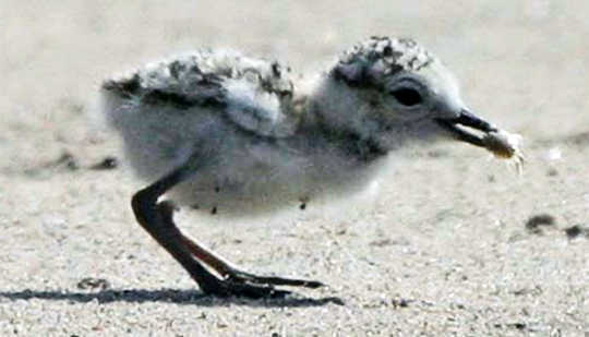 The image shows a snowy plover on the beach.