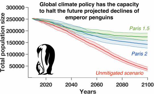 מדוע פינגווינים של הקיסר עשויים לצעוד להכחדה