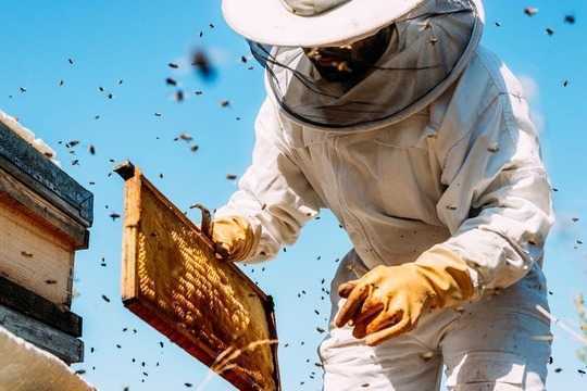 เมืองของคุณสะอาดแค่ไหน? เพียงแค่ถามผึ้ง