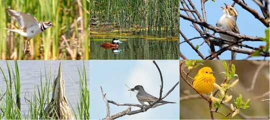 随着湿地的消失，温暖，潮湿的气候使一些鸟类受益
