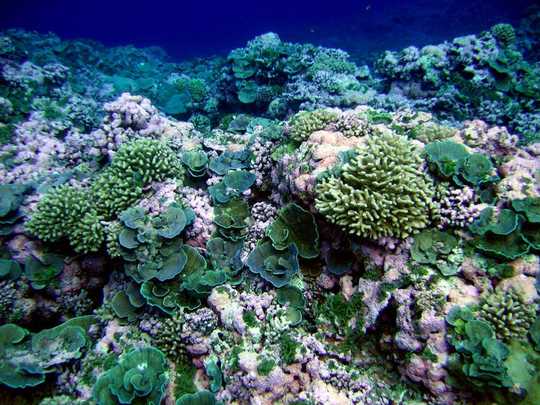 التنوع البيولوجي يساعد الشعاب المرجانية على الازدهار - ويمكن أن يكون جزءًا من الاستراتيجيات لإنقاذها