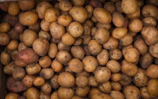 How The Humble Potato Fuelled The Rise Of Liberal Capitalism