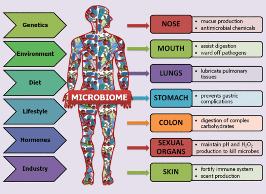 Tại sao Microbiome của con người là một kho báu đang chờ được mở khóa