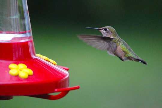 Perché i colibrì non ingrassano o bevono bevendo il nettare zuccherato?